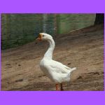 White Goose 2.jpg